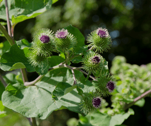 burdock flower