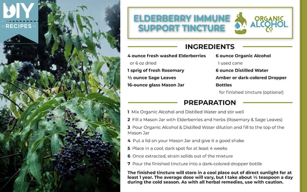 organic-alcohol-recipe-elderberry-immune-support-tincture-1200x750
